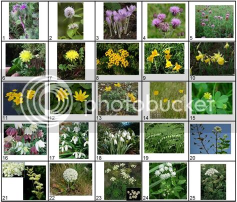 scientific names  plants  pictures quiz  eenveandmo