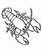 Lobster Sea Coloring Pages Drawing Crawfish Crayfish Printable Kids Colouring Animals Outline Animal Marine Life Simple Line Clipart Cute Color sketch template