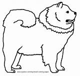 Dog Coloring Chow Pages Breed sketch template