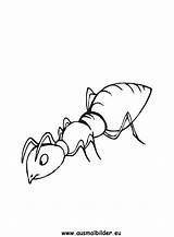 Ameise Ameisen Ausmalbild Ausdrucken sketch template