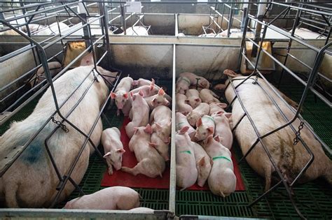 research links industrial pig farming  virus outbreaks