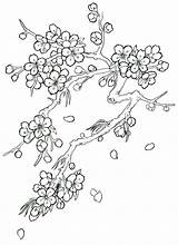 Blossom Cherry Coloring Tree Drawing Flower Japanese Flowers Tattoo Pages Blossoms Drawings Trees Sketch Step Outline Printable Color Sketches Tattoos sketch template