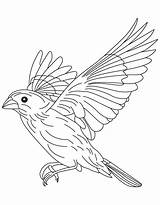 Coloring Flight Pages Canary Flying Grosbeak Bird Finch Drawing Sparrow Birds Blue Draw Color Beowulf Printable Getdrawings Clip Library Clipart sketch template