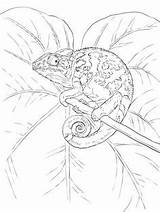 Coloring Chameleon Pages Colouring Printable Color Blank Nature Veiled Reptiles Chameleons Common Animal Adult Farm Books Lizards Drawings Crafts Supercoloring sketch template