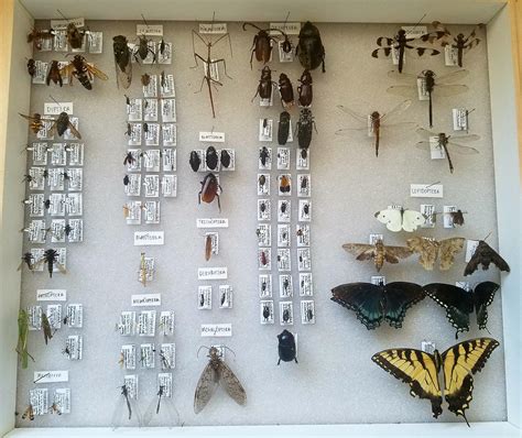 insect collection update  orders  families rentomology