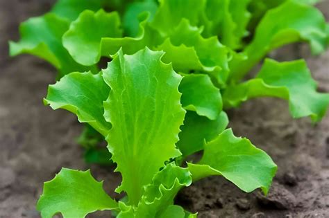 grow lettuce