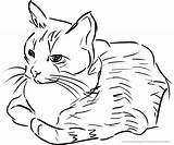 Katzen Katze Ausmalbild Malvorlage Anzeigen sketch template