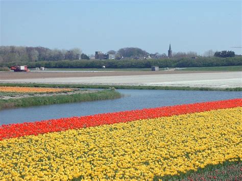 Noordwijkerhout The Netherlands Netherlands Dutch Tulip