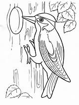 Coloring Pages Woodpecker Birds Printable Woodpeckers sketch template