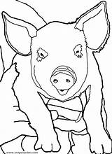Coloring Pig Pages Face Getcolorings Getdrawings sketch template