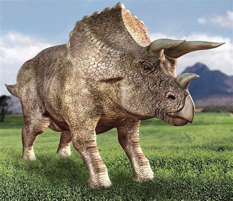 triceratops dinosaur stock image  science photo library