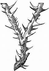 Thorns Thorn Thorny Usf Cliparts Clipartmag sketch template