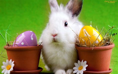 easter bunny wallpapers backgrounds images freecreatives