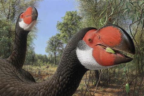 giant extinct bird brains reveal extreme evolutionary experiments