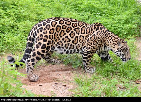 jaguar stock photo  bildagentur panthermedia