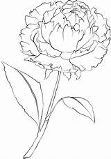 Peony Peonies Beccy sketch template