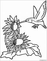 Pages Hummingbird Coloring Sunflowers Color Flower sketch template