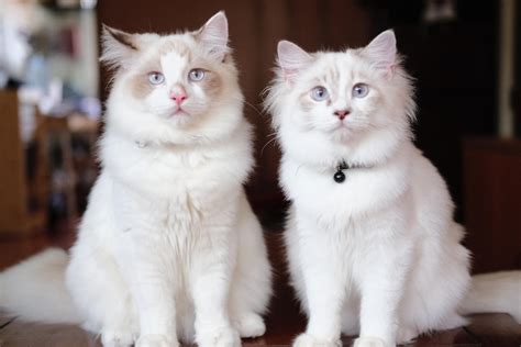 cutest duo cats cute animals