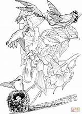 Ruby Throated Coloring Hummingbird Pages Supercoloring Drawing Printable Color sketch template