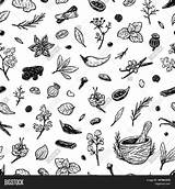 Spices Vector Herbs sketch template