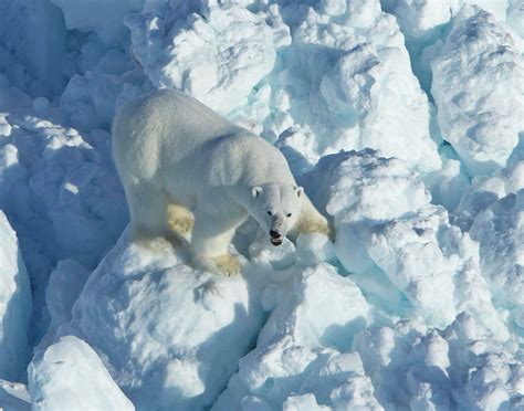 scientists  polar bear encounters   increase  temperatures