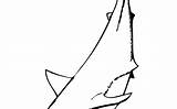 Shark Nurse Clipartmag Drawing sketch template