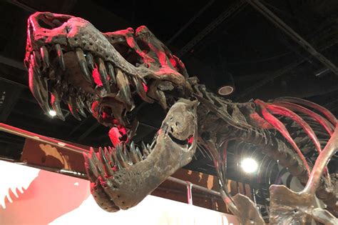 Tiranosaurio Rex Era Sorprendentemente Lento El Mexicano Gran