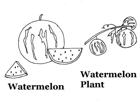 watermelon coloring printable page  kids