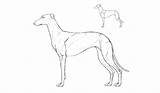 Dog Drawing Anatomy Greyhound Draw Line Getdrawings Drawings Paintingvalley sketch template