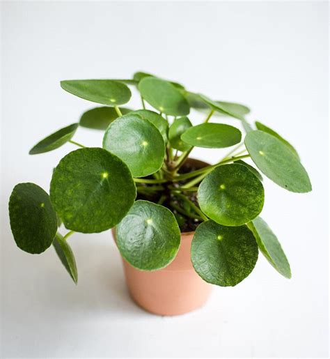A Beginner S Guide To Chinese Money Plant Care Pilea Peperomioides