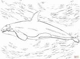 Orca Killer Ausmalbilder Orka Coloriage Killerwal Orque Imprimer Supercoloring Wal Malvorlage Dibujo Kolorowanki Ballena Kolorowanka Ausdrucken Kinderbilder Orcas Malvorlagen Druku sketch template