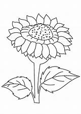 Sunflower Coloring Pages Sunflowers Color Template Kids Drawing Printable Van Dafna Simple Gogh Flowers Adults Sonnenblume Beautiful Clipart Ausmalbild Girl sketch template