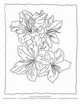 Coloring Lily Pages Stargazer Flower Realistic Printable Sheets Hibiscus Color Name Wonderweirded Wildlife Adults Adult Lilies Drawings Getcolorings Book Getdrawings sketch template