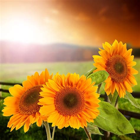 631 best images about sunflower splendor on pinterest pink sunflowers fields and sunflower seeds