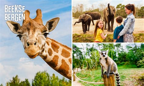 safaripark beekse bergen rabatt ticket ab  statt  light safari freizeitparkdeals