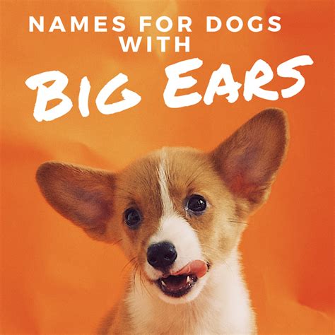 puppies  long ears   names  dogs  big ears  floppy