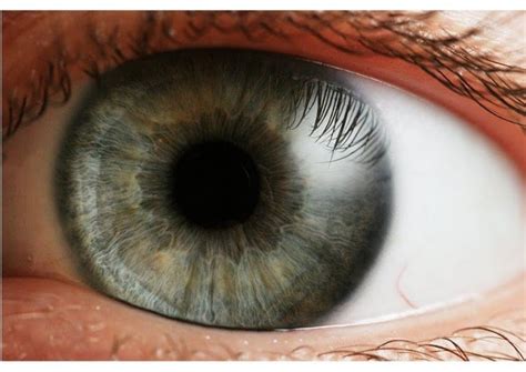 ciencias naturales organo de los sentidos la vista