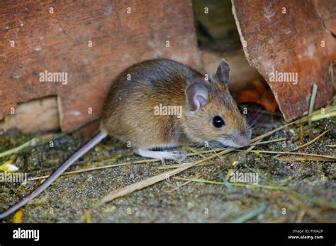 mus musculus  res stock photography  images alamy