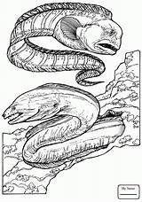 Getdrawings Eel sketch template