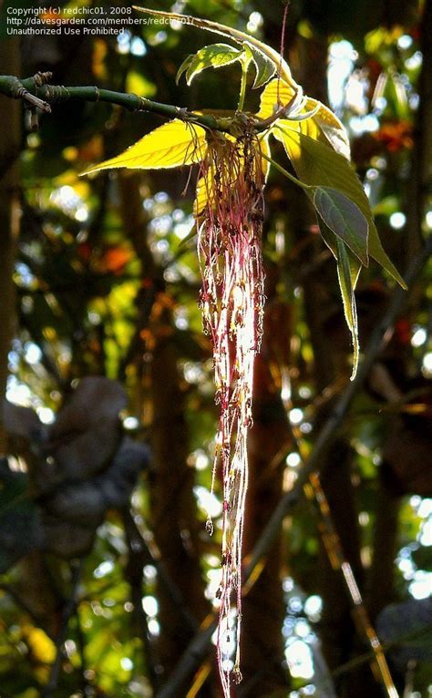 todays bloom  hoya species hoya lanceolata subsp bella