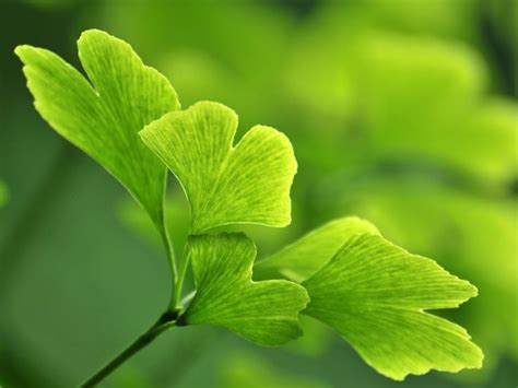 Gingko Has Been Used To Treat A Wide Variety Of Illnesses Including
