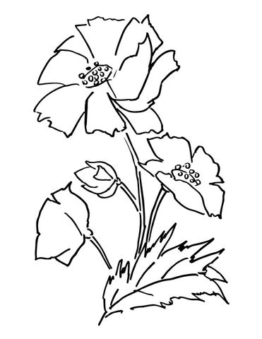 poppy flower coloring page supercoloringcom