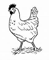 Chicken Coloring Pages Coloringpages1001 Hen sketch template