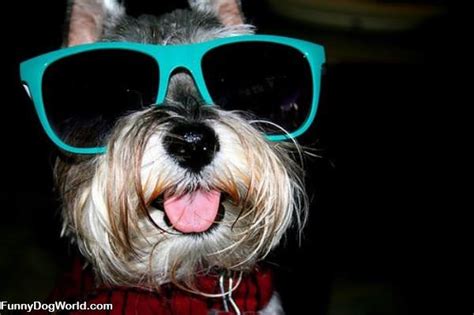 cool  shades funnydogworldcom