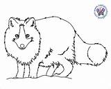 Coloring Pages Arctic Tundra sketch template