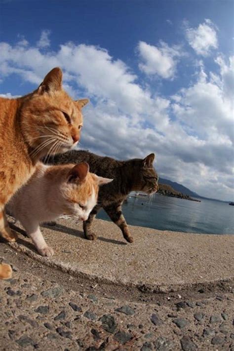 lets    island  island  cats pickchur