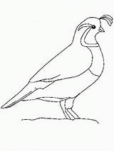 Animali Chickadee Bing Quail Vari Vertebrates Disegni Colorare Birds Ajouté Coloriages Faisanes Codornices Codorniz sketch template