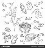Lentil Plant Vector Lentils Illustration Drawn Hand Drawing Stock Scoop Pods Peas Isolated Sketches Background Depositphotos Preview sketch template
