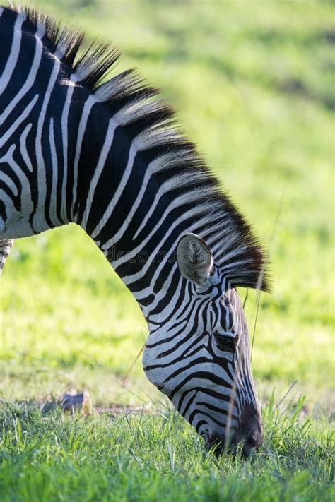 zebra grazing stock photo image  safari stripes africa