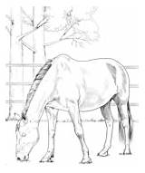 Coloring Horses Horse Pages Danish Warmblood sketch template